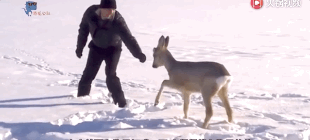 狍子为什么叫傻狍子，狍子为什么叫傻狍子视频（硬是把自己蠢成了国家保护动物…）