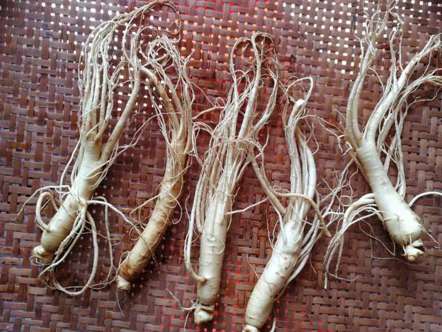 鲜人参泡酒怎么泡，新鲜人参怎么泡酒（用鲜人参泡酒）