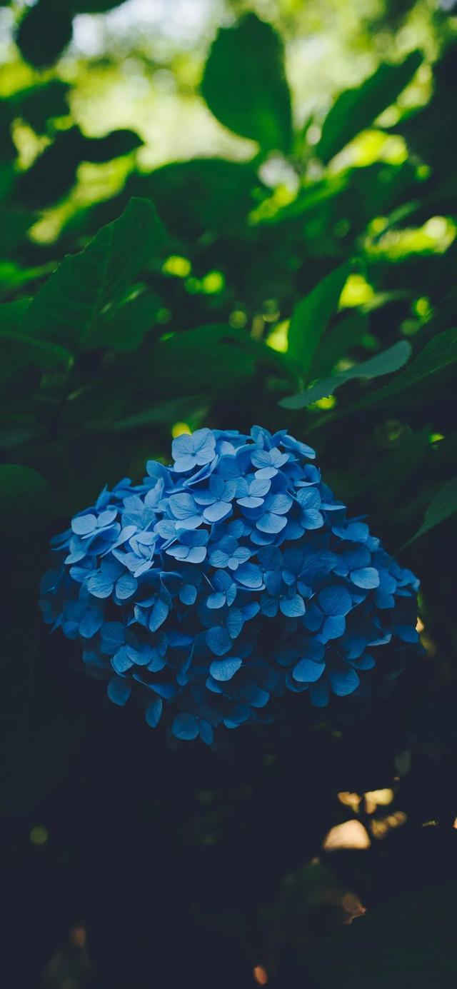 植物，微信头像，植物（清爽夺目的花花世界：）