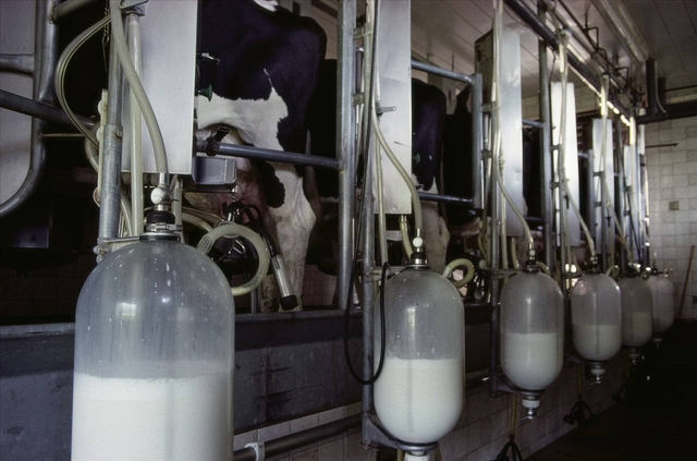 猪奶部位的肉可以吃吗，猪乳肉可以吃吗（能喝吗？你们要的猪奶来了）