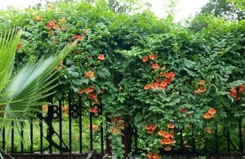 盆栽凌霄花冬天怎么管理，盆栽凌霄花冬天怎么管理才能开花（凌霄花秋冬长得快）