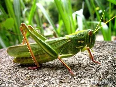 立夏是什么时候，这天刮东西南北风各有什么预兆