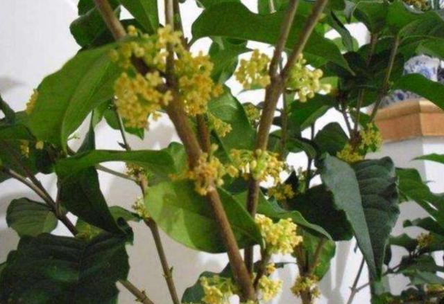 桂花树几月开花，桂花进入盛花期（桂花是几月开花的树）