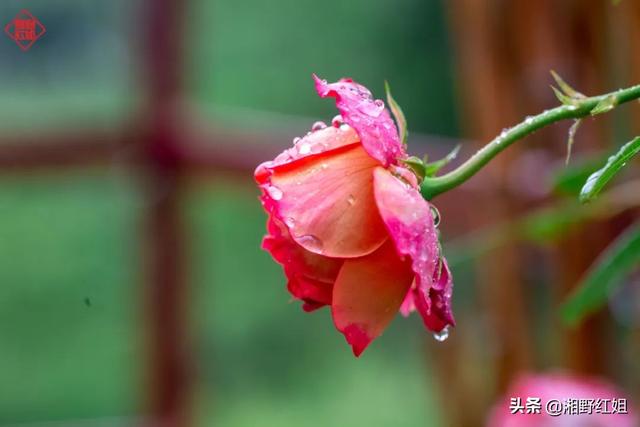 北方立秋吃什么，北方立秋吃什么（今日立秋，南北方在吃这些）