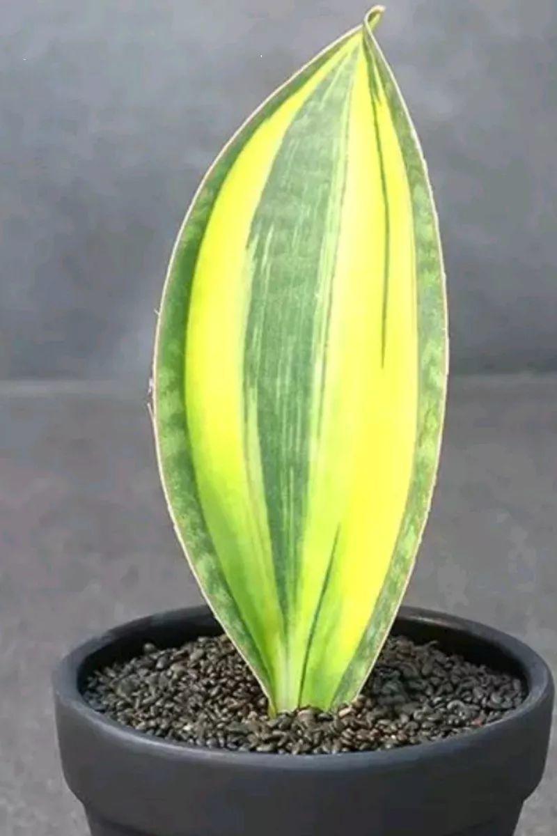 宝镜虎皮兰怎么养,他家的虎皮兰 - 玉三网