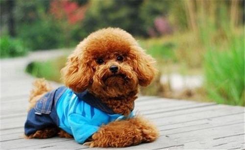 泰迪犬总舔爪子是怎么回事，泰迪咬爪子舔爪子咋回事（是想表达这5个意思）