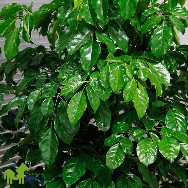 绿宝树的养殖方法和注意事项，绿宝树的养殖方法和注意事项盆栽（童马植界《绿宝的养殖及养护方法》）