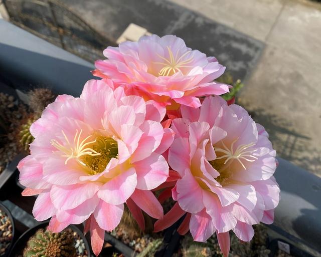 客厅适合养什么花，客厅适合养什么花和植物好风水（堪称“不死花”）