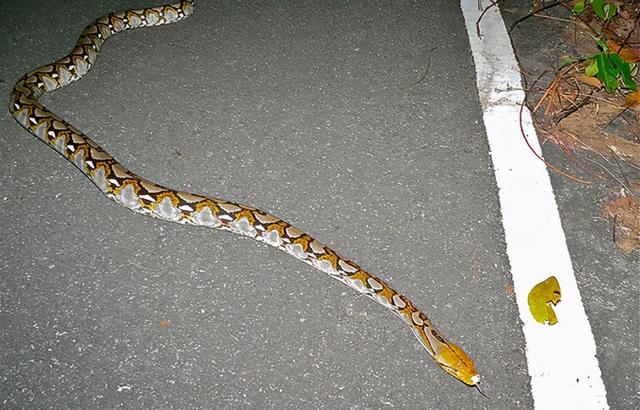世界上最长的蛇，世界上最长的蛇有多少米（世界上现存最大的蛇是什么）