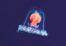 灯塔水母真的永生吗，灯塔水母有毒吗（地球上唯一可以返老还童的生物）