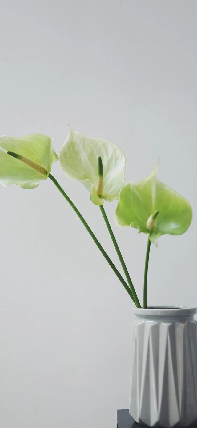 植物，微信头像，植物（清爽夺目的花花世界：）