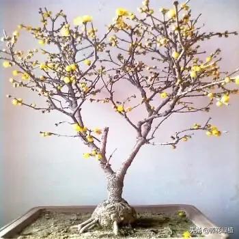 腊梅的花语和象征是什么，腊梅的花语到底是什么（正是腊梅含苞待放时）