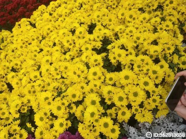 荷花有几种颜色，莲花有几种颜色分别是象征什么（1盆菊花售价1.2万）