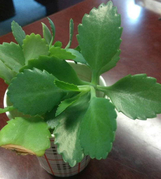 农村的蝎子草作用与功效，蝎子草图片（爱养花的花友别错过）