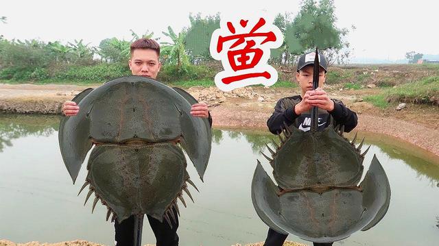 章鱼血是蓝色吗，章鱼的血为什么是蓝色的（蓝色血液、活了4亿年）