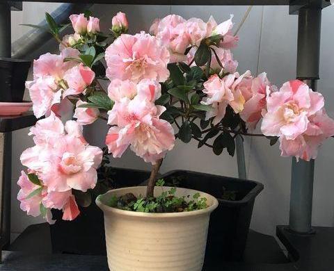 加仑盆什么意思，加仑盆什么意思与尺寸（先从“选盆”入手）