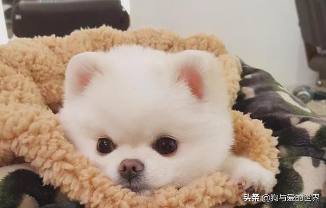 冬天狗在外面能冻死吗，快别说狗不怕冷了