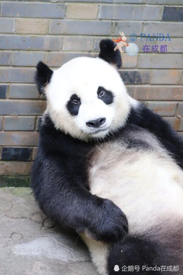 为什么没有三条腿的动物，有没有动物三条腿（这是一只只有三条腿的熊猫）