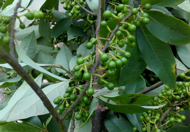 木姜子哪些人不能吃，木姜子能吃吗（“宝藏植物”木姜子）