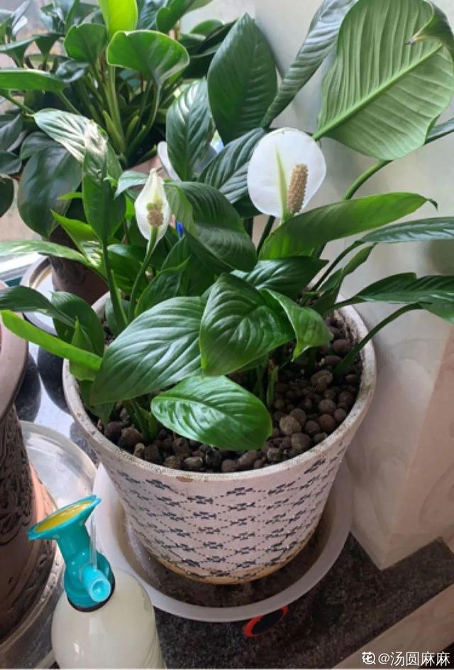 吸收甲醛的植物，哪种植物具有吸收甲醛的功能（净化空气最厉害）