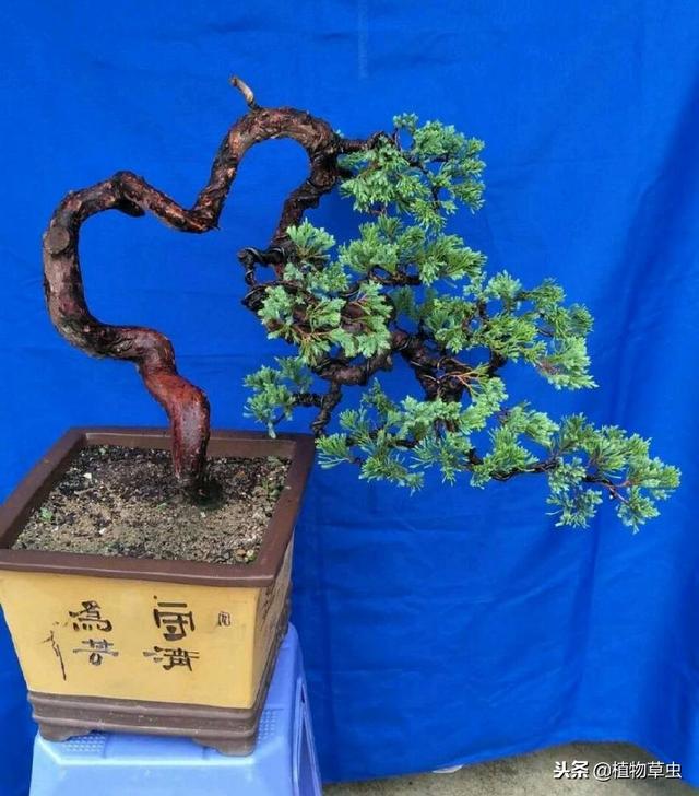 墓地绿化树苗有哪几种,松柏树能治疗白头发吗(养了十五年的真柏树盆景