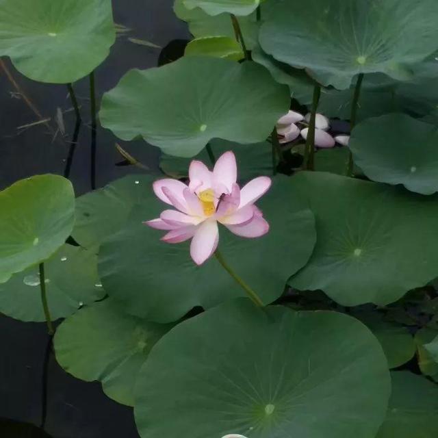 荷花缸养鱼如何保持水清澈，水缸养荷花如何保证水质（夏天找个大水缸）