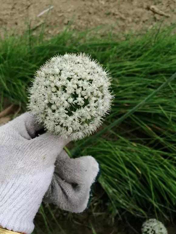 洋葱长芽了会开花吗，洋葱长芽了会开花吗有毒吗（阳台种点“大葱”）
