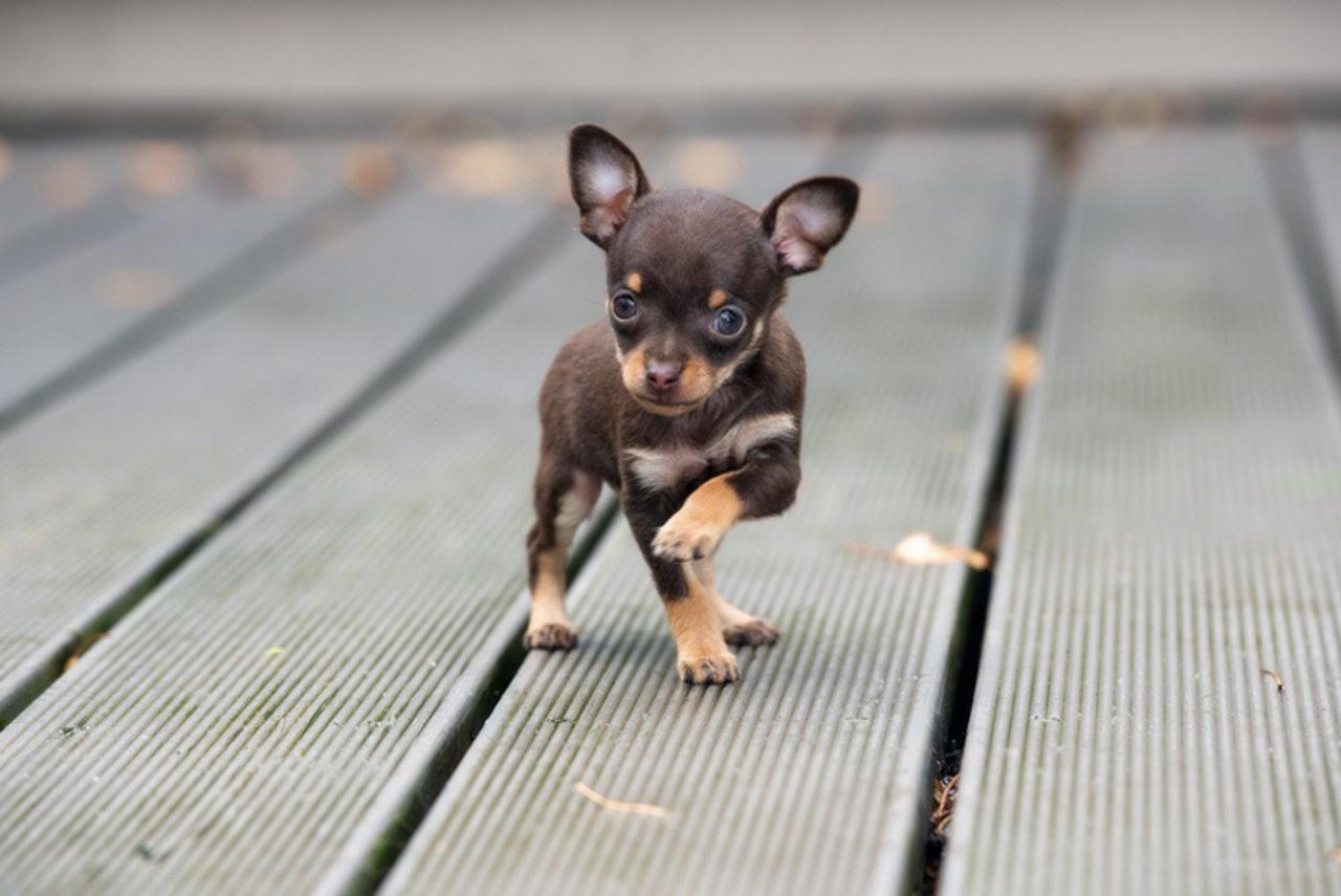 迷你比熊犬多少錢一隻(9種最受歡迎的小狗) - 價格百科