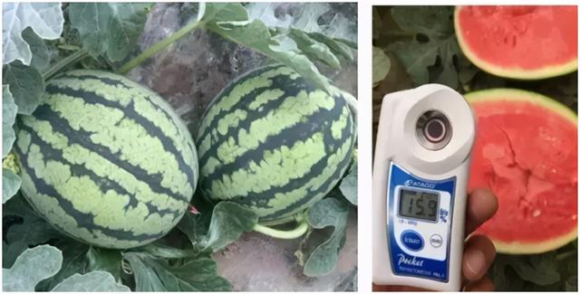 甘美4k西瓜产地哪里，云南甘美4k西瓜好吃吗（市场上哪种西瓜口感是很TOP的）