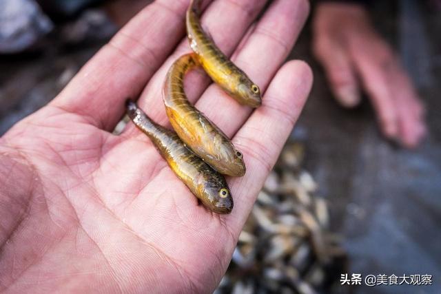 淡水河里的小鱼品种，常见淡水鱼名称（农村河里非常稀少的野生小鱼）