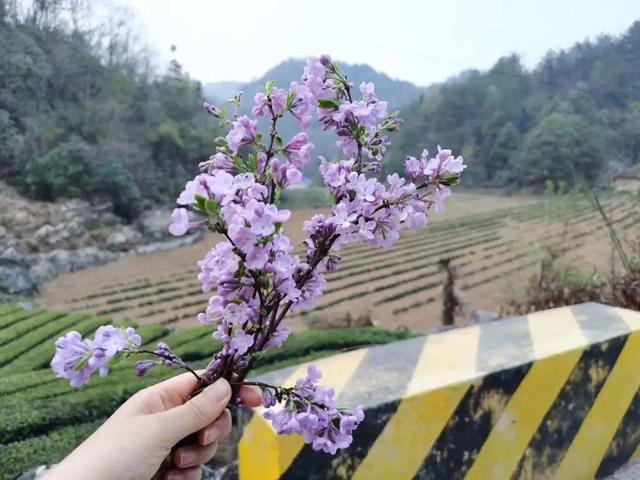 什么花是有毒的，什么花是有毒的图片（20种有毒花）