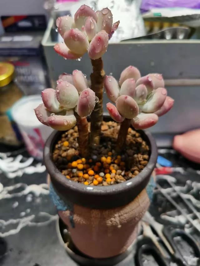 多肉十大美人系列，十大漂亮多肉（盘点盘点多肉界的“美人”们）