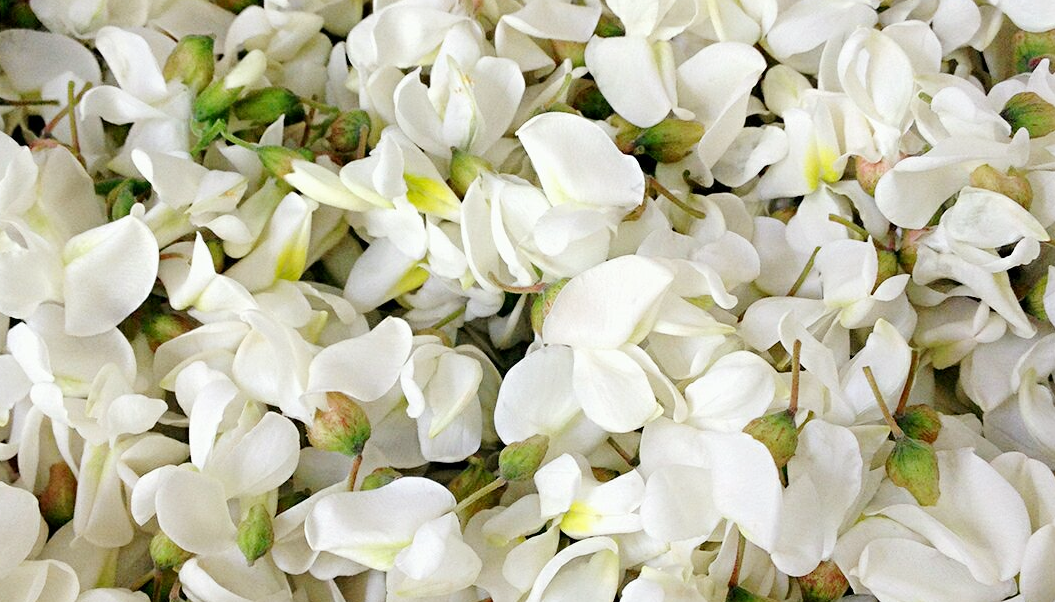 图片[2]-槐花的2种保存方法 让你一年四季有槐花吃-起舞食谱网