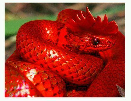 蛇的资料,传说中的鸡冠蛇到底存在吗 - 玉三网