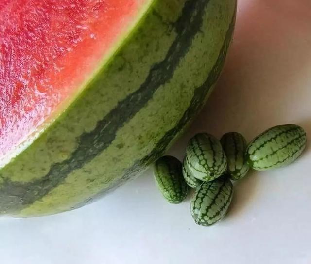 老鼠瓜种植时间及技术，老鼠瓜是什么瓜（农业种植“迷你”品种）