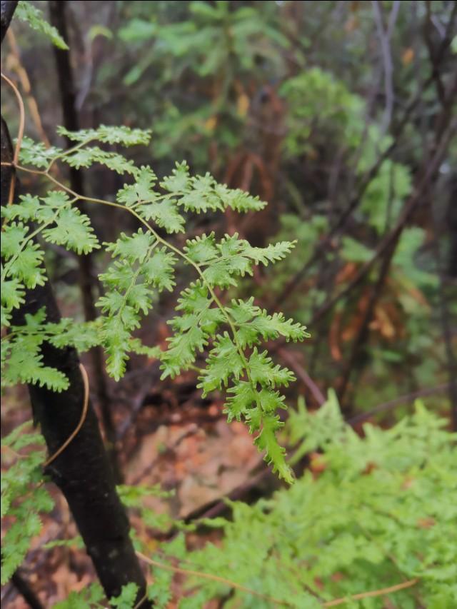 海金沙，常用中药--海金沙（海金沙治结石怎么服用）
