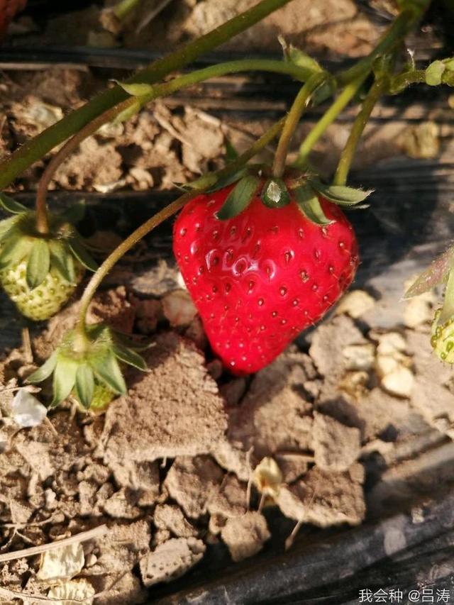 冬天草莓能放几天，冬天草莓怎么保存时间长（果农：只需做到这5点）
