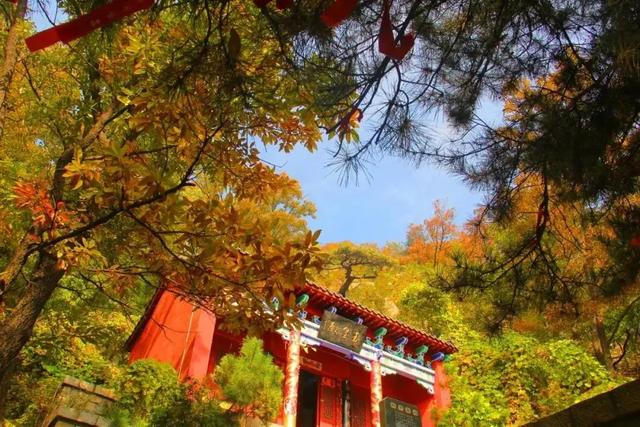 满山红叶似彩霞，阿宝歌曲大全（山东最全赏红叶地图来了）