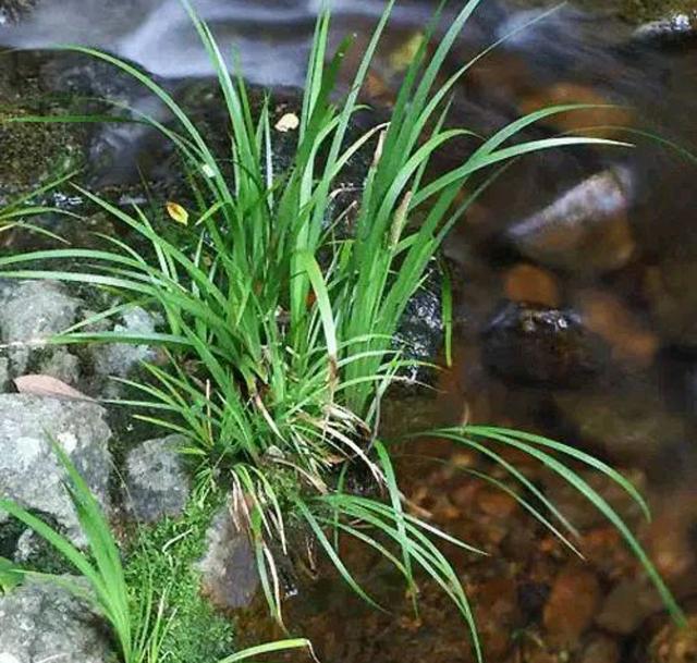 适合栽培在室内的水养植物，十种最适合室内种植的水养植物!（而这10款花就喜欢泡水里）