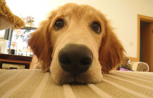 德国黑贝多少钱一只，最受孩子“欢迎”的6种狗（德国黑贝的价格）