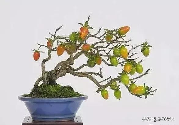 老鸦柿和金弹子的区别，老鸦柿和金弹子谁更容易养活（老鸦柿盆景）