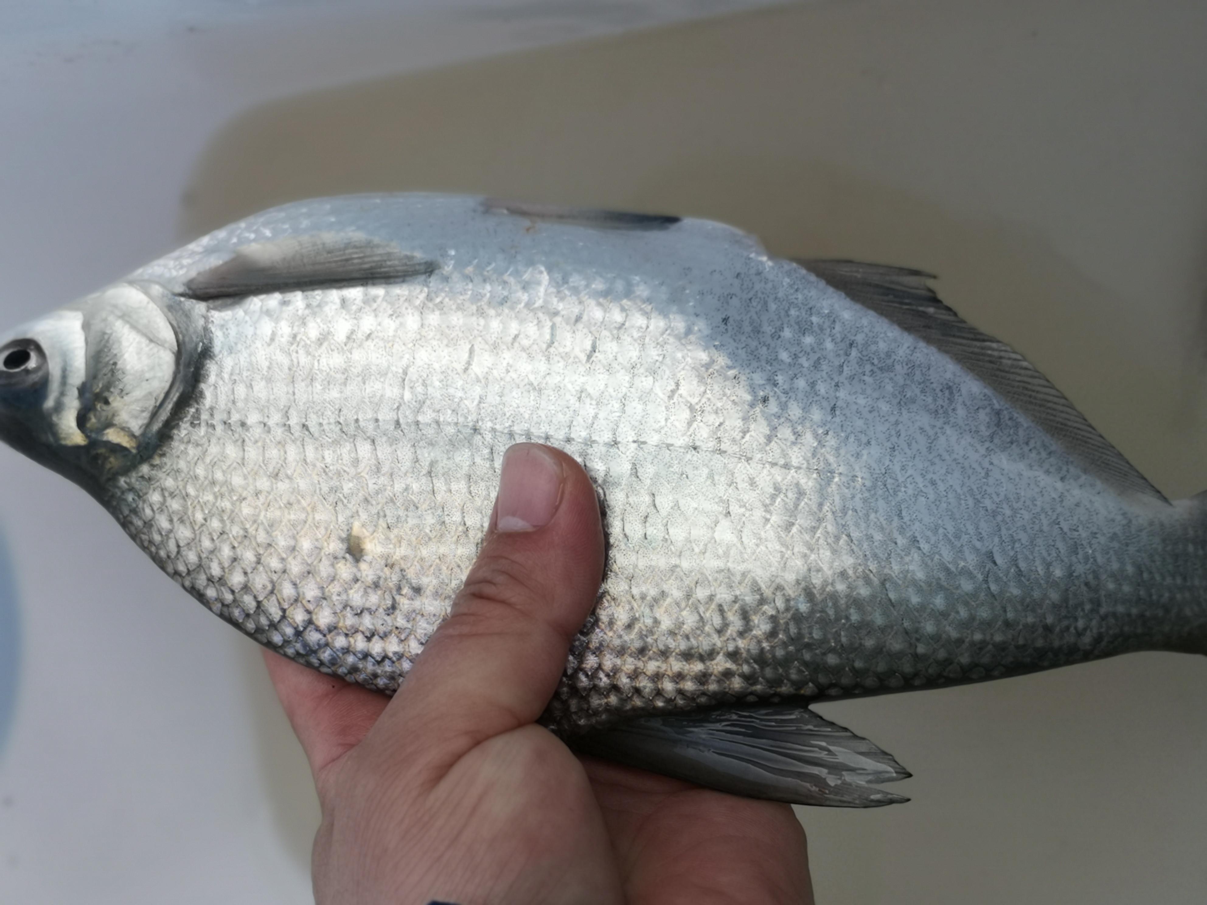 长江钓鳊鱼最佳饵料推荐：天然谷物与商品饵搭配，诱鱼快、上钩率高