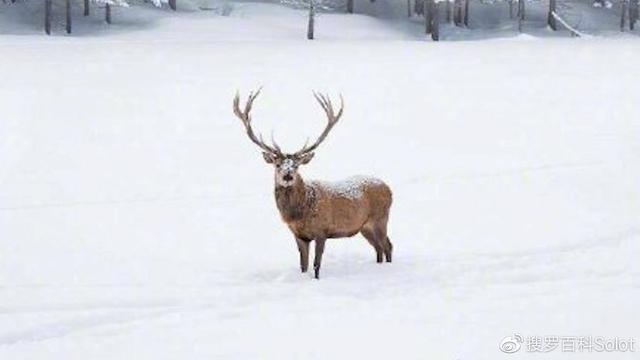 四川阿坝州地图，四川阿坝州地图全图（汶川地震12周年纪念）