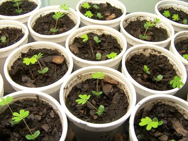 含羞草是什么植物，含羞草是什么（为啥还会变成流行而有趣的盆栽植物）