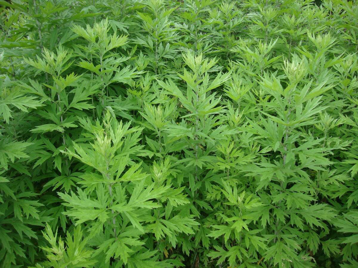 中药材艾叶的功效(中药材艾叶) - 龙腾网