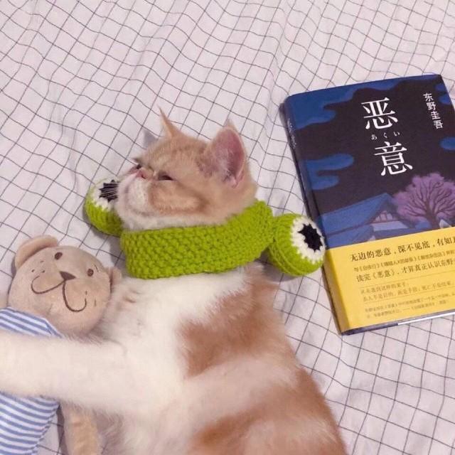可爱搞怪的猫咪头像微信，可爱搞怪的猫咪头像（搞怪猫咪头像表情包）