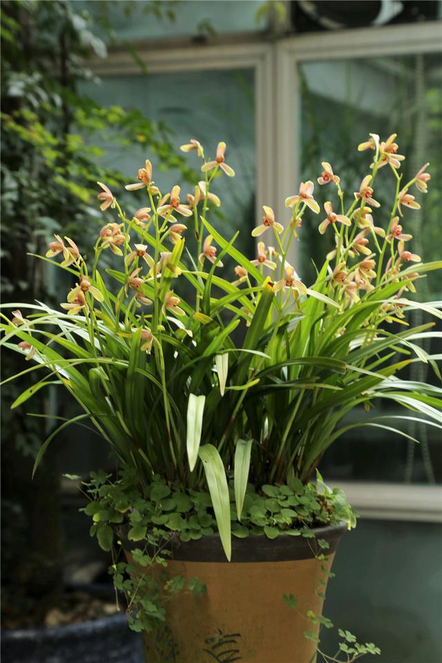 怎样养兰花 兰花的养殖方法，怎样养兰花（4个“基本”不能少）