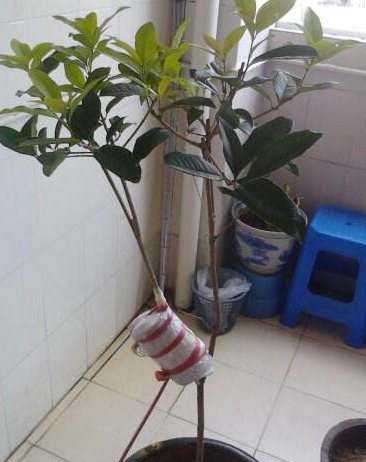 桂花香精怎么提取，桂花香如何提取（沁人心脾人引人来）