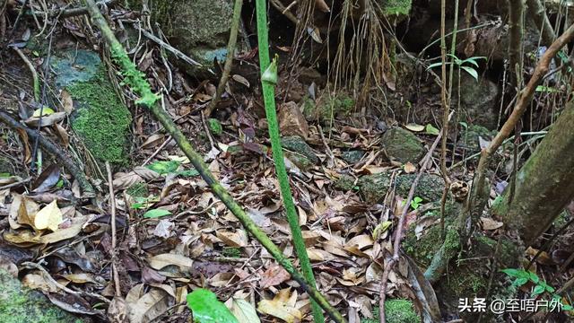 千斤拔别名叫什么名字，千斤拔别名（一种生长于山上可食用也可以泡酒的佳品）
