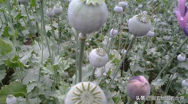 掸邦特区，掸邦最高领导（缅甸长期动乱的根源是什么）